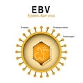 Diagram of the structure of EBV Royalty Free Stock Photo